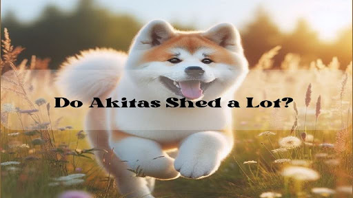 Do akitas shed a lot