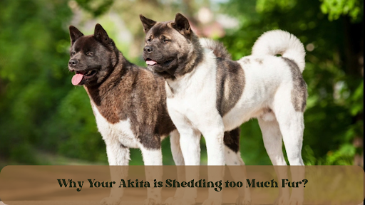 Why your akita is shedding too much fur