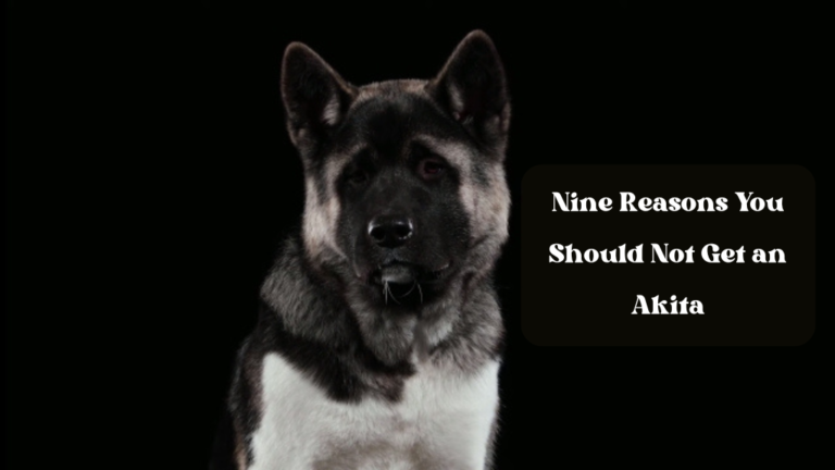 nine reasons you should not get an akita