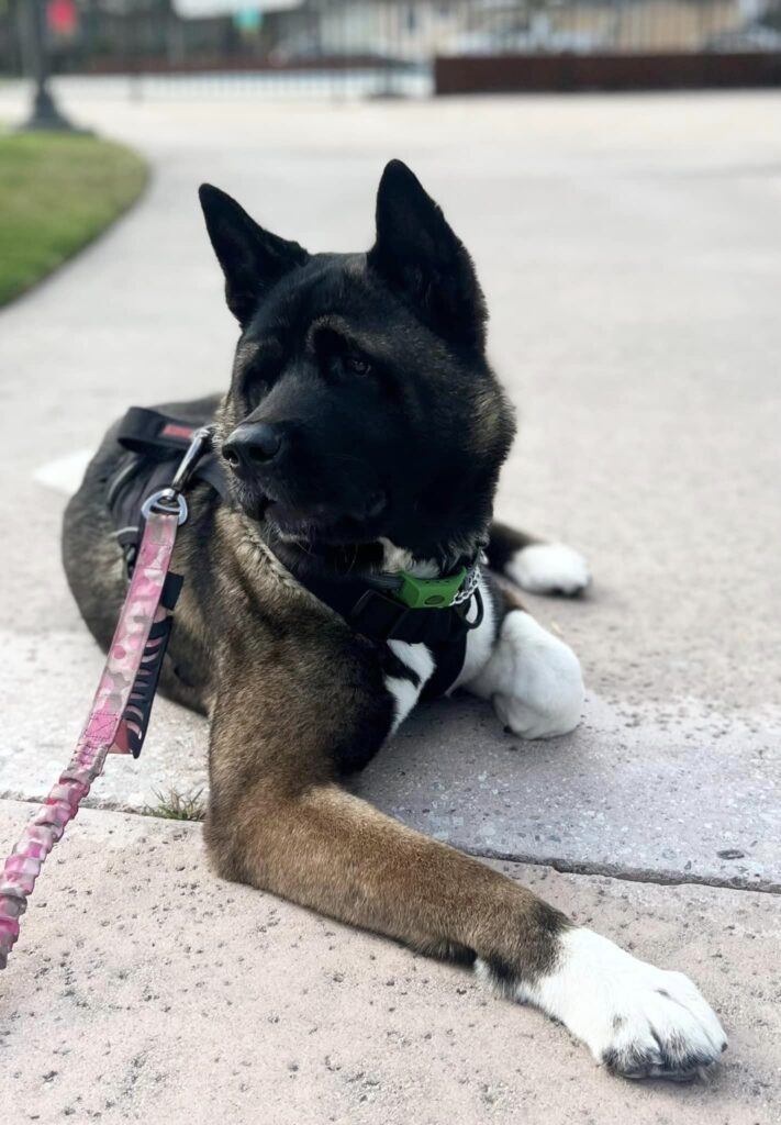 Strong Female Akita Names 