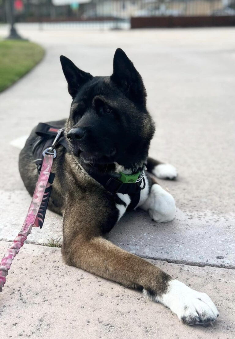 These are Some of the Best Strong Female Akita Names