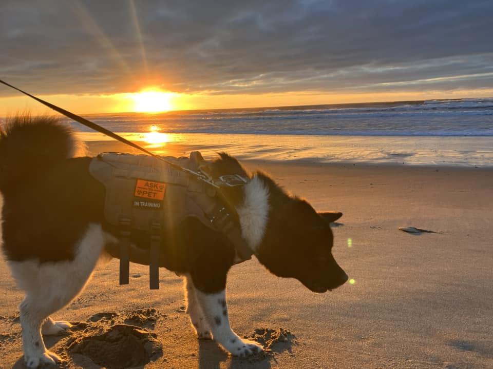 Can akita be a service dog