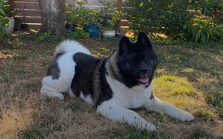 trim your Akita's fur