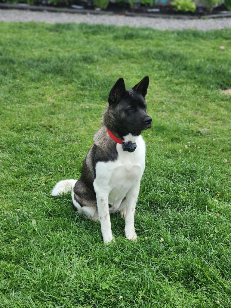 badass names for an akita