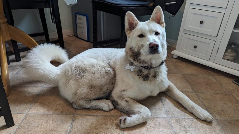 How to Bathe Your Akita if It Hates Water