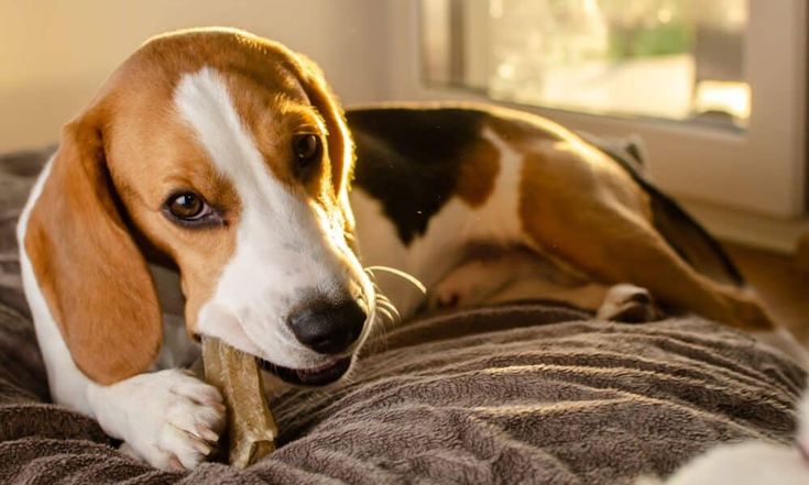 How to Stop a Dog from Chewing on Wood